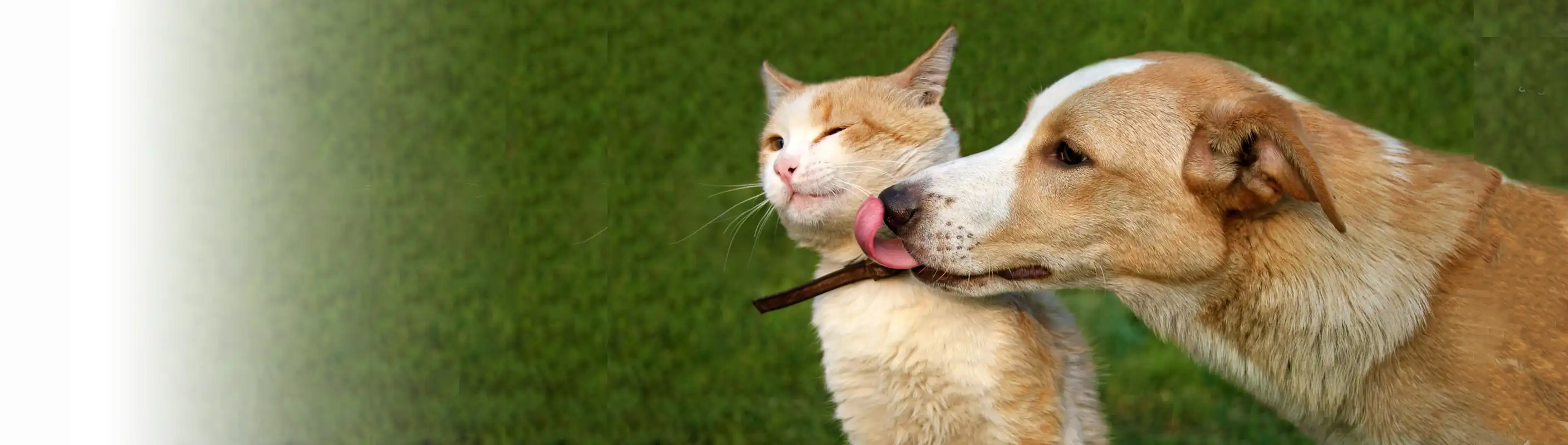 Care Directives share the personality of your pet with vets, sitters, groomers, walkers, and kennels.