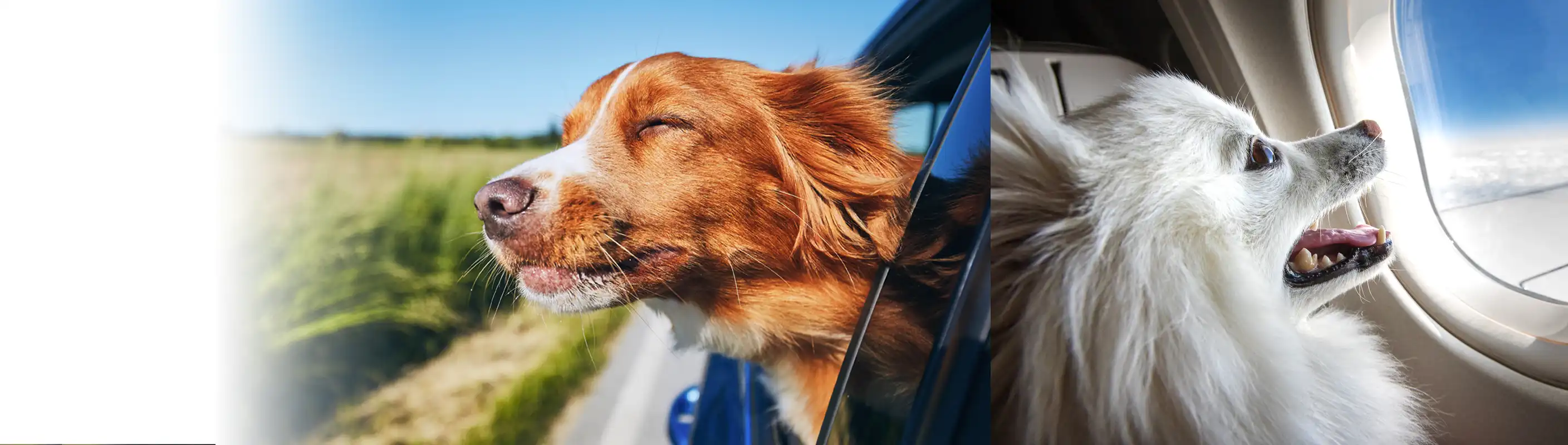 Worldwide Pet Care contains all of the information you need to travel with your pet.