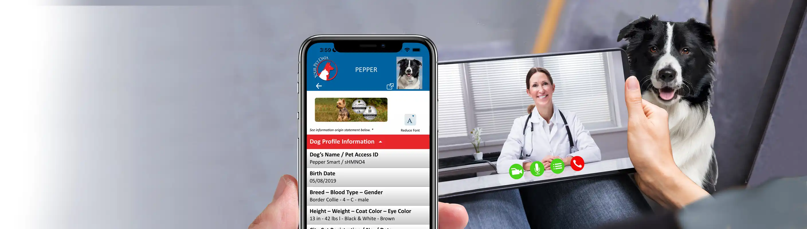 Confer with your vet by way of telemedicine.